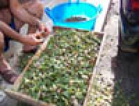 Miniatura della scheda Pulizia delle mandorle